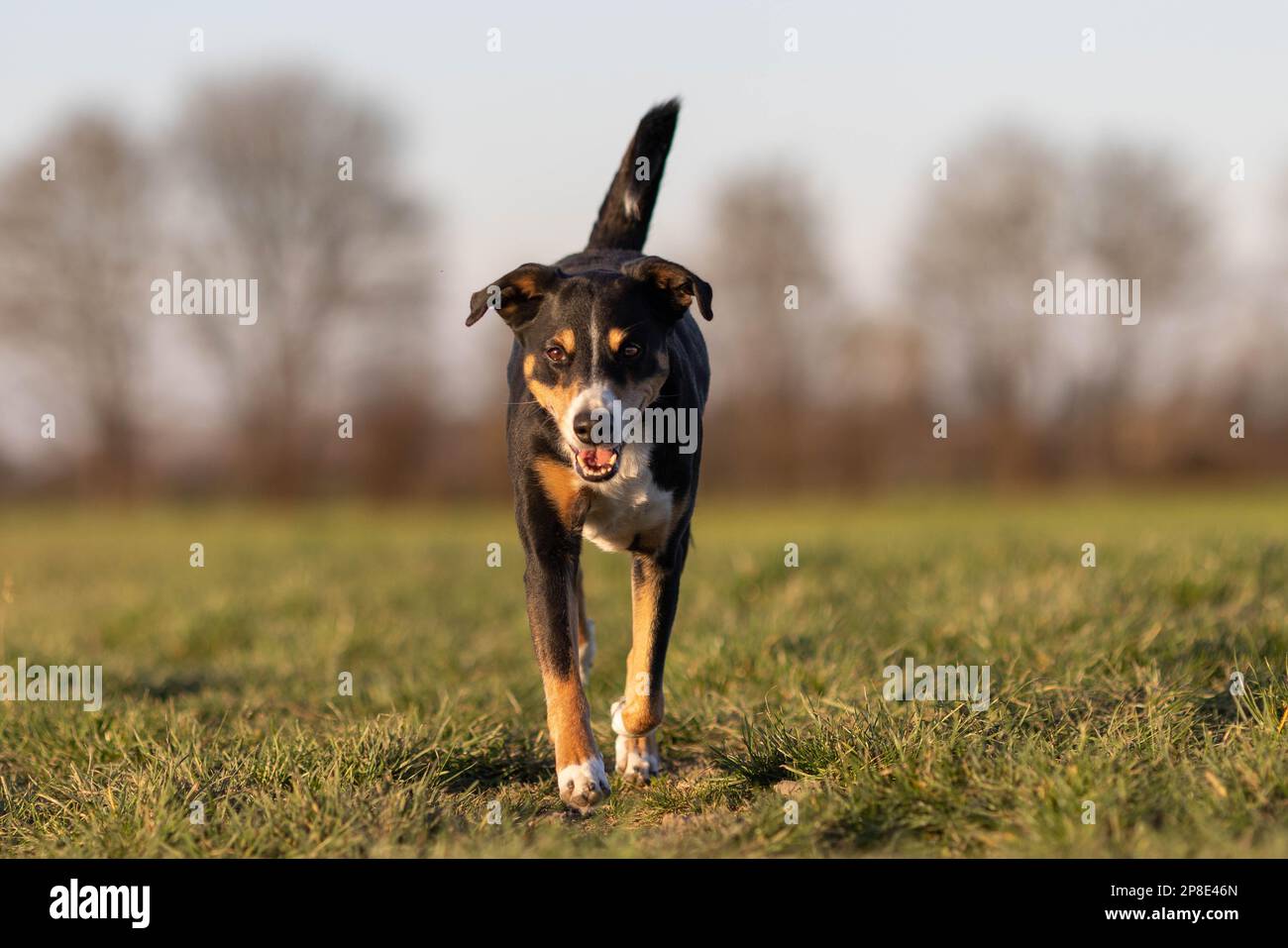 chien courant dans la prairie au début du printemps Banque D'Images