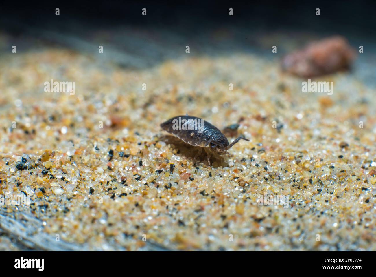 Un bois rugueux Porcellio sur le sable Banque D'Images