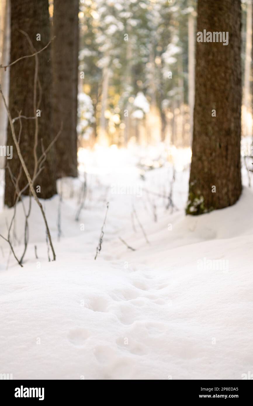 Les animaux traversent une forêt enneigée au lever du soleil avec un arrière-plan flou Banque D'Images