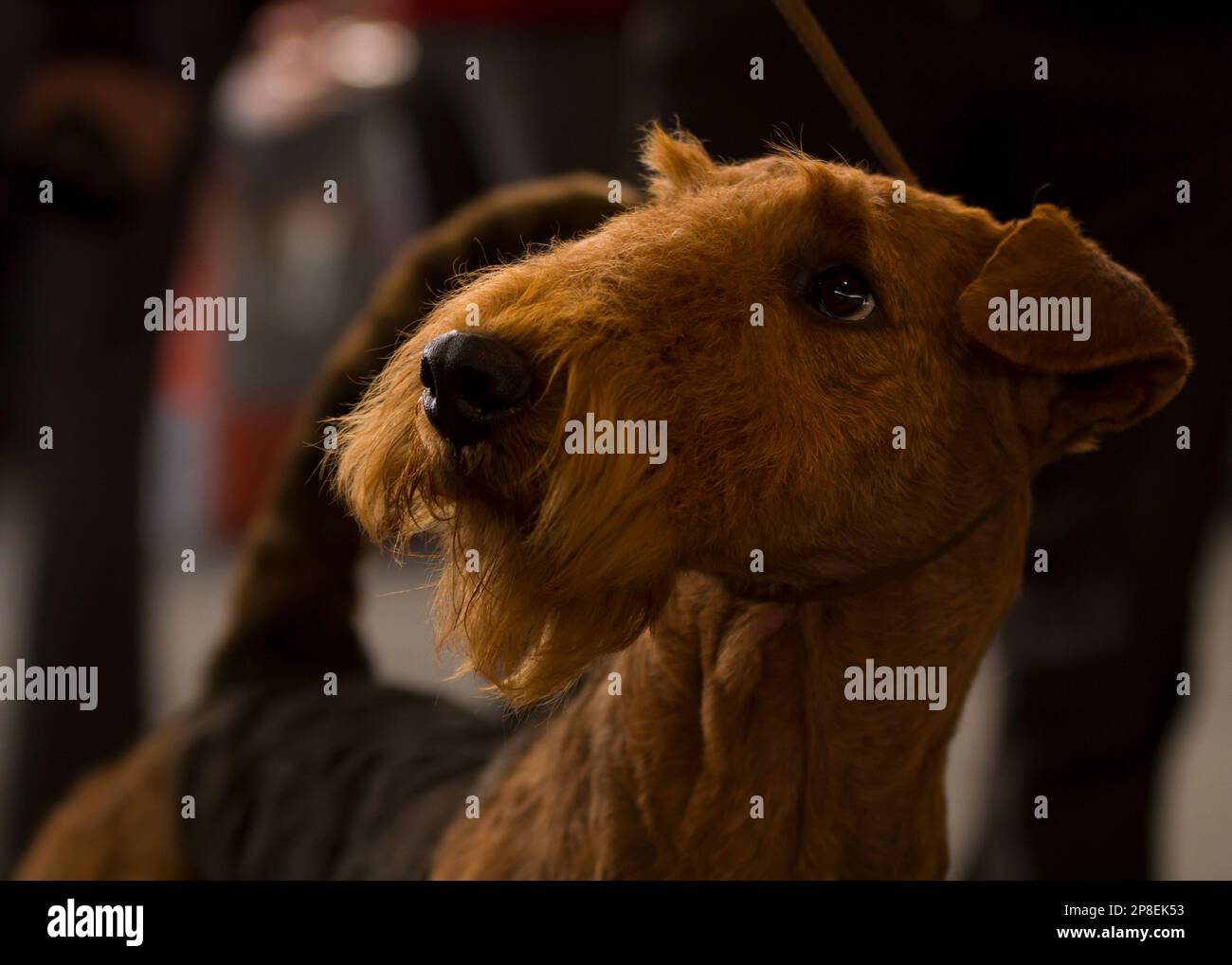 Portrait en gros plan d'un Airedale Terrier brun Banque D'Images