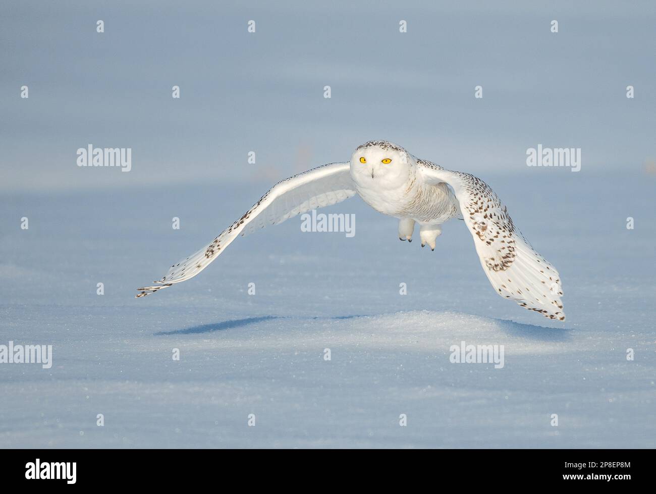 Polar owl Banque de photographies et d'images à haute résolution - Alamy