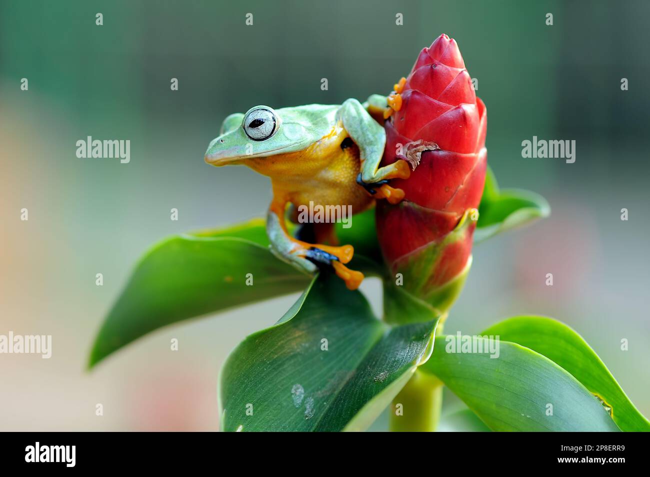 Grenouille assise sur une fleur tropicale, Indonésie Banque D'Images