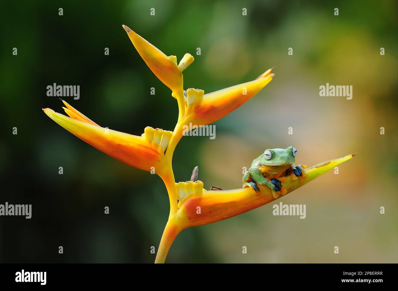 Grenouille assise sur une fleur tropicale, Indonésie Banque D'Images