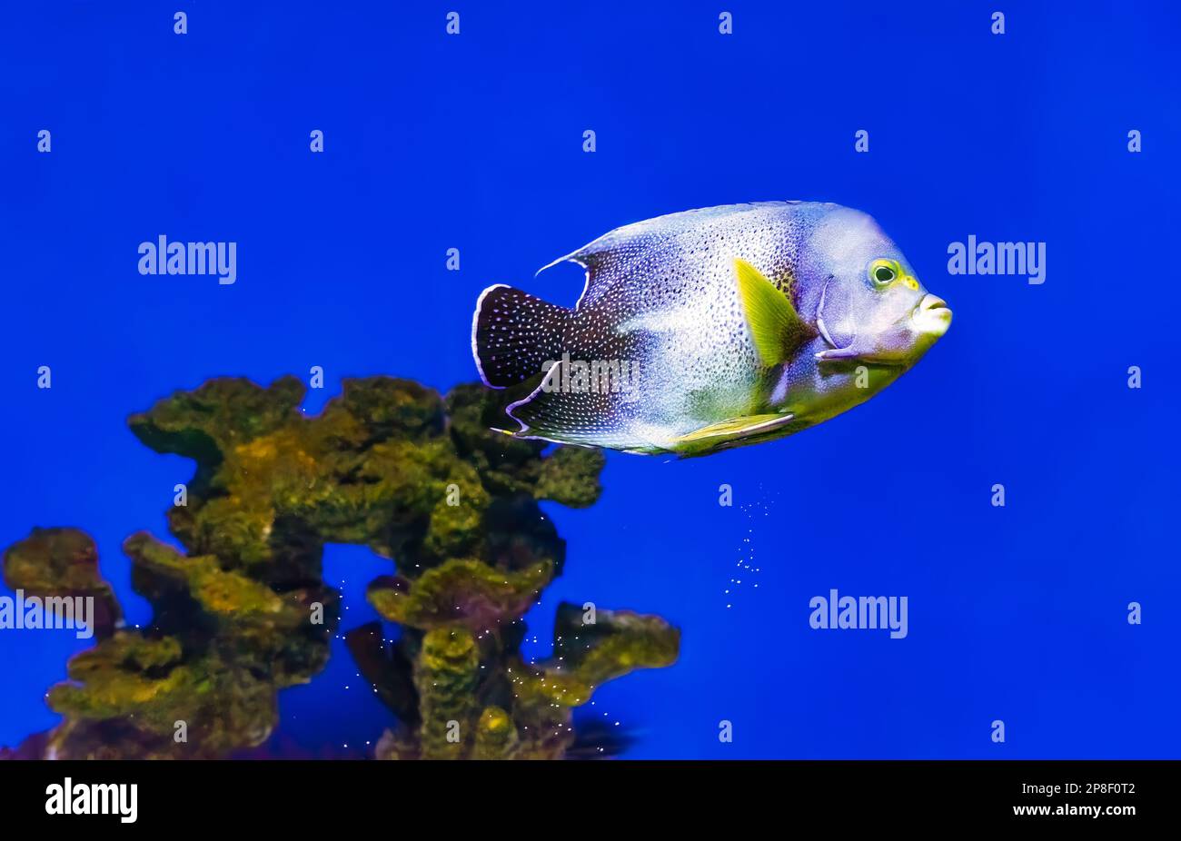 Magnifique poisson bleu nageant dans l'aquarium, Pomacanthus semicirratus, poisson-ange semi-cercle, poisson-ange Coran. Poissons tropicaux sur le fond de l'AQ Banque D'Images