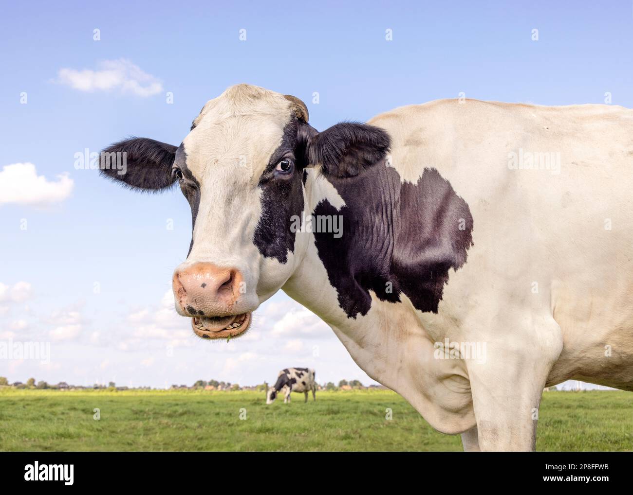 Portrait de vache laitière, bouche ouverte manger, la tête d'un noir et blanc montrant les dents langue et les gencives pendant la mastication Banque D'Images