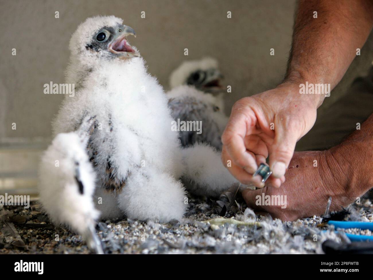 A young peregrine falcon is banded by University of California Santa Cruz biologist Glenn Stewart while sitting in a nest on the 33rd floor of the PG&E building in San Francisco, Tuesday, May 12, 2009. Three baby falcons were banded on each leg. The banding allows scientists to learn more about the dynamics of population recovery for the endangered peregrines. Peregrines are a fully protected and endangered species in California. (AP Photo/Eric Risberg) Banque D'Images
