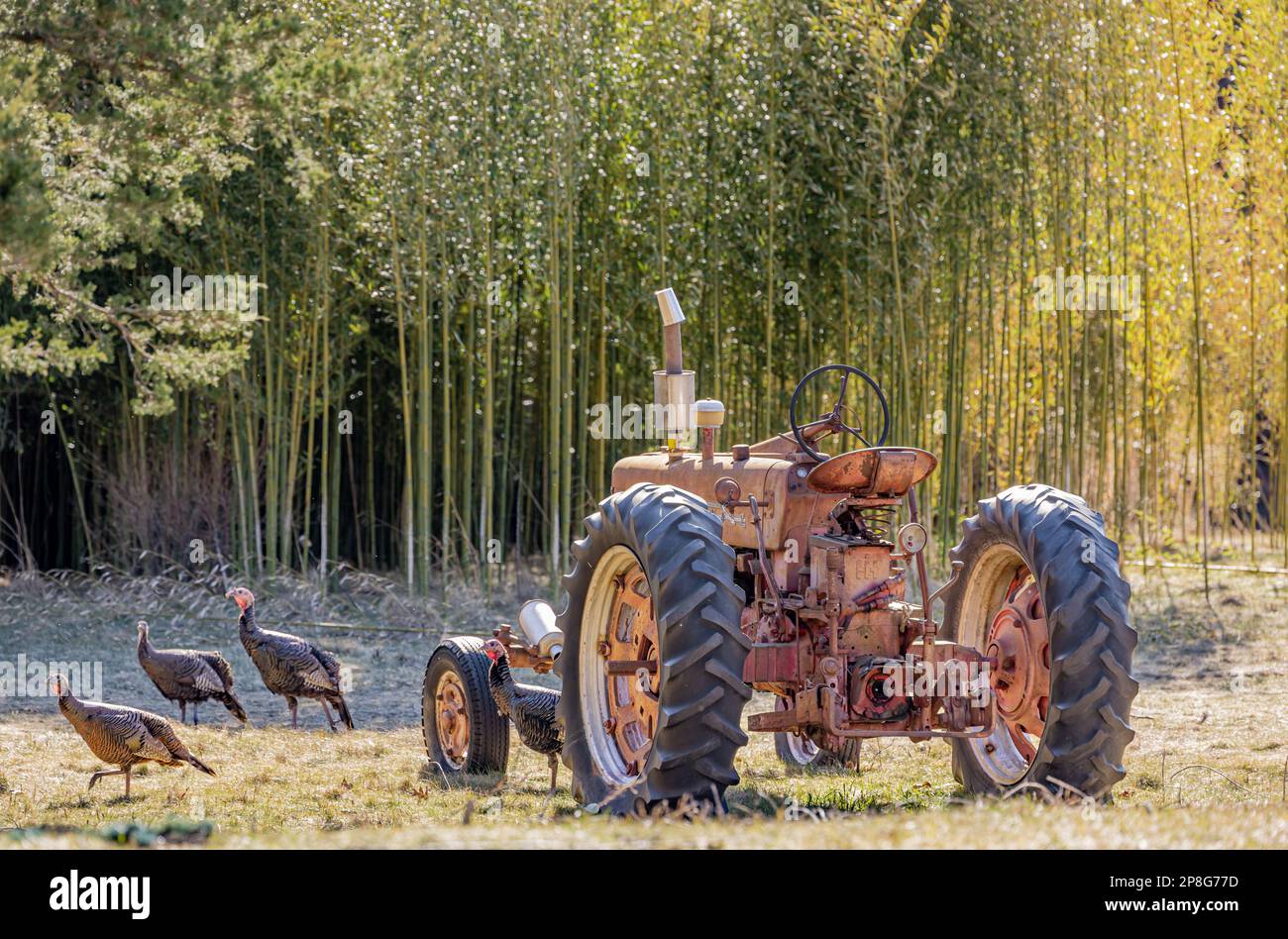 Vieux tracteur Farmall assis dans un champ avec des dindes Banque D'Images