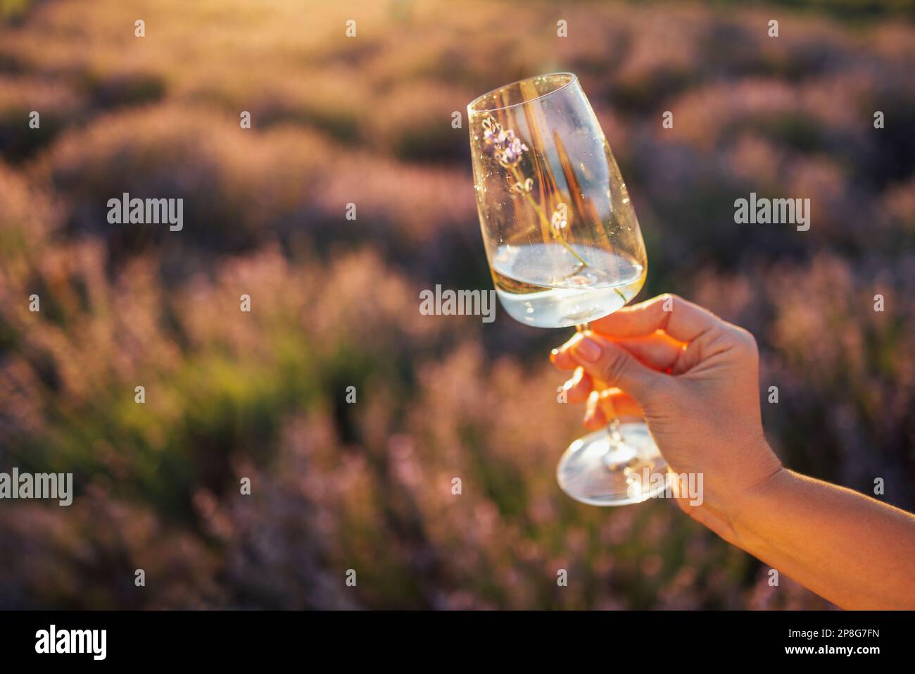 Gros plan d'une main blanche femelle tenant un verre de champagne sur fond de buissons à la lavande. Magnifique coucher de soleil naturel. Détente et Banque D'Images