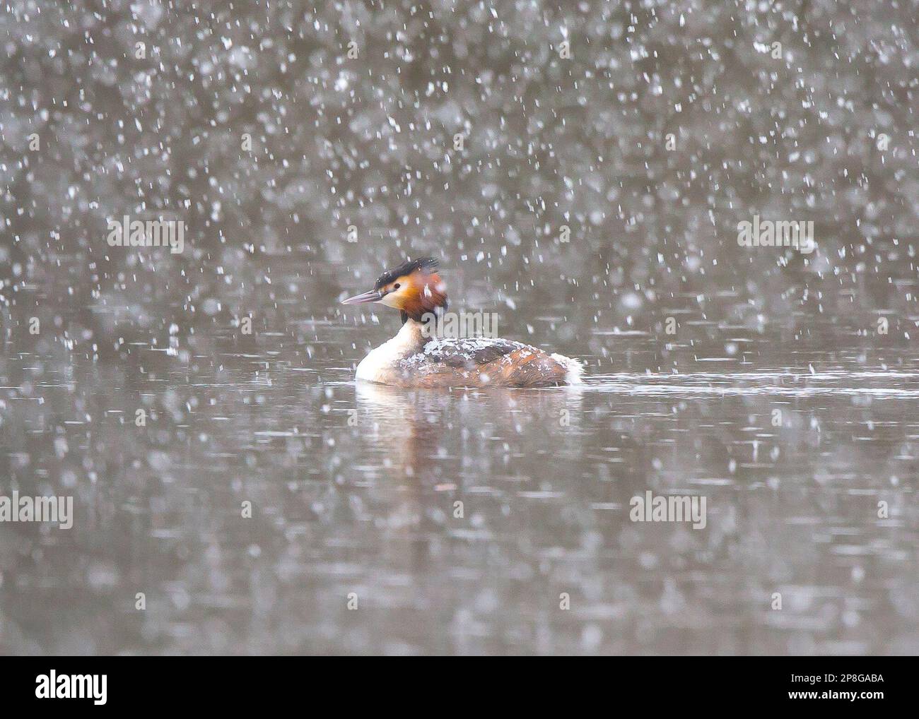 Kidderminster, Royaume-Uni. 9 mars 2023. Météo Royaume-Uni : neige abondante et températures juste au-dessus du point de congélation dans les Midlands. Un oiseau grêle à grande crête pagaie sur une piscine locale avec des rafales de neige tout autour de lui. Crédit : Lee Hudson/Alamy Live News Banque D'Images