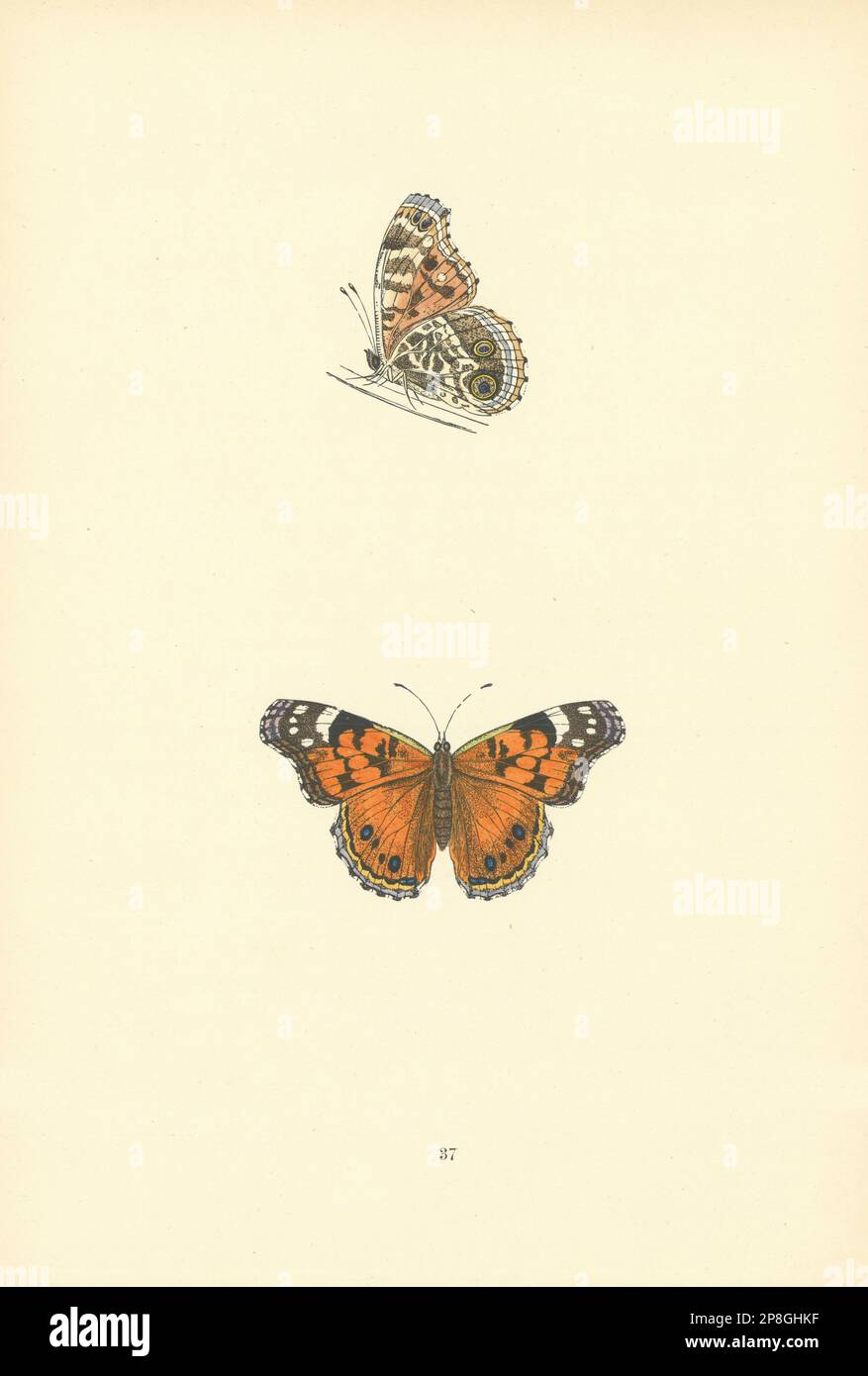 PAPILLONS BRITANNIQUES. Rare Painted Lady. MORRIS 1893 vieux imprimé antique Banque D'Images