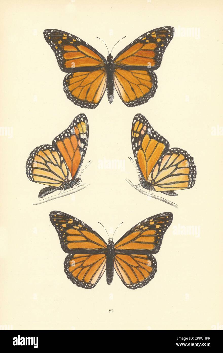 PAPILLONS BRITANNIQUES. Le Monarch. MORRIS 1893 photo ancienne imprimée Banque D'Images