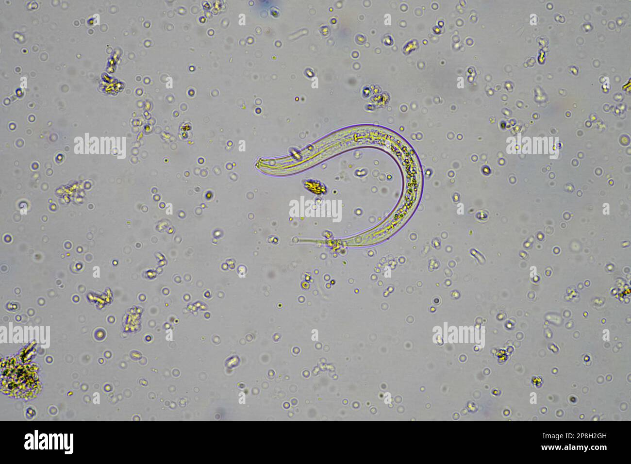 micro-organismes et biologie du sol, avec des nématodes et des ...