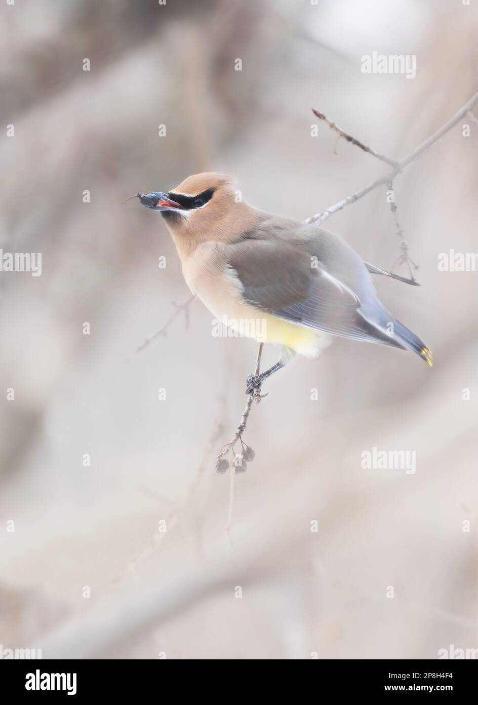 Une Waxwing de cèdre perchée sur une branche mangeant une baie en hiver canadien Banque D'Images