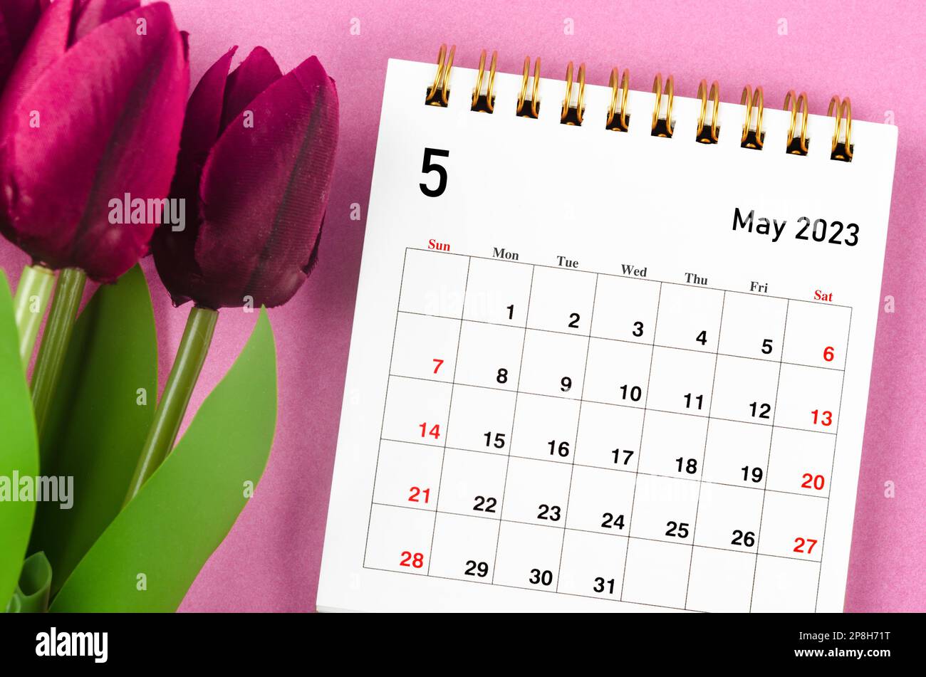 Mai 2023 Calendrier mensuel de bureau pour 2023 ans et tulipe rouge sur fond rose. Banque D'Images