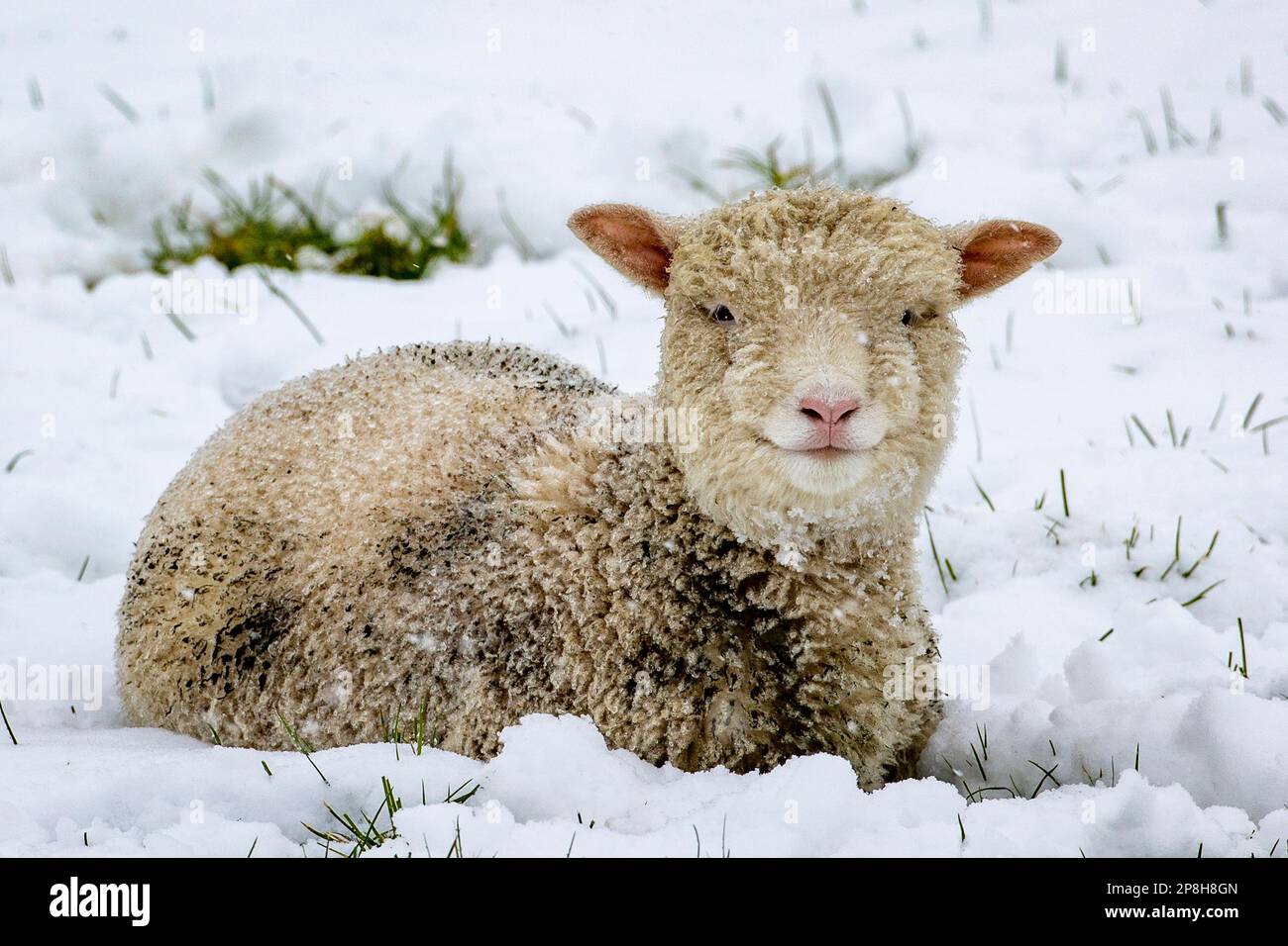 Un agneau est assis dans un champ couvert de neige  Carryduff, en Irlande  du Nord. Date de la photo : jeudi 9 mars 2023 Photo Stock - Alamy