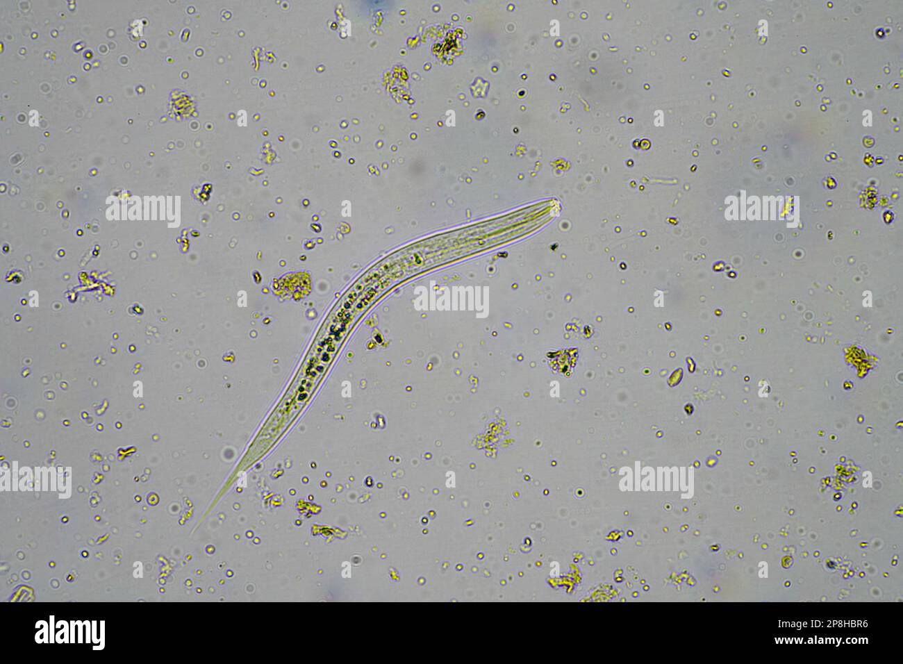 micro-organismes du sol, y compris le nématode, les microarthropodes, les micro-arthropodes, le tardigrade et les rotifères un échantillon de sol, un champignon du sol et des bactéries sur un regène Banque D'Images