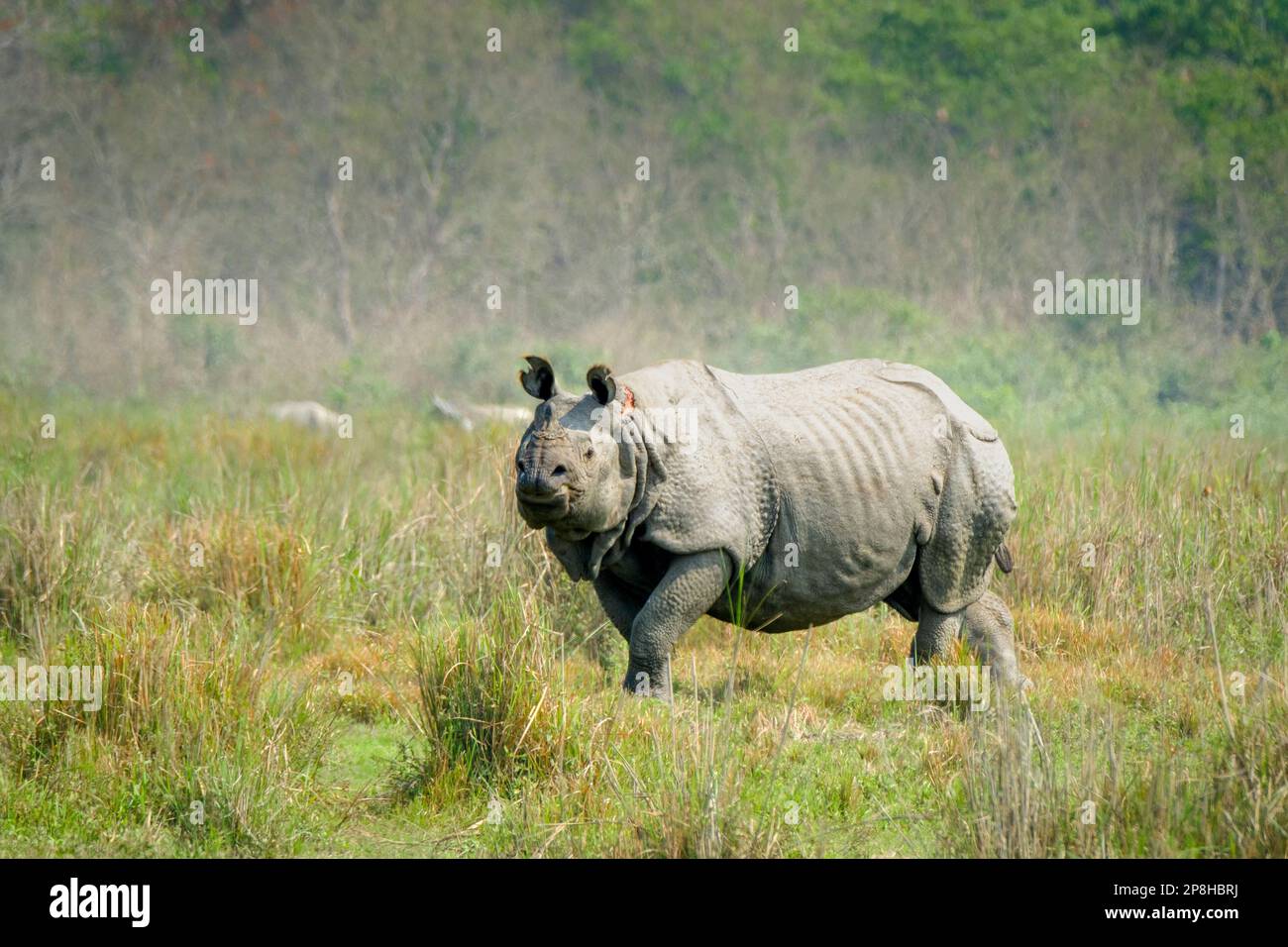 Le grand Rhino indien, Rhinoceros unicornis, est fier d'observer avec prudence les tigres dans les prairies. Parc national de Kaziranga, Assam, Inde Banque D'Images