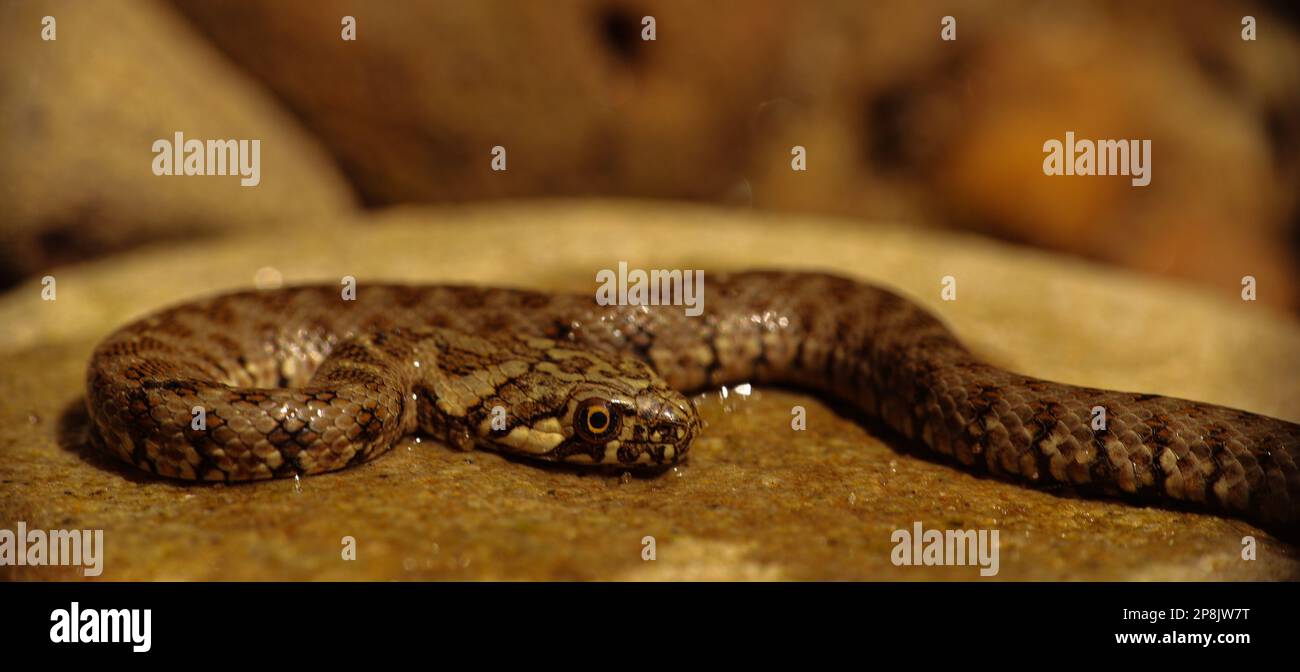 Serpent reposant paisiblement sur un rocher à côté d'une rivière Banque D'Images