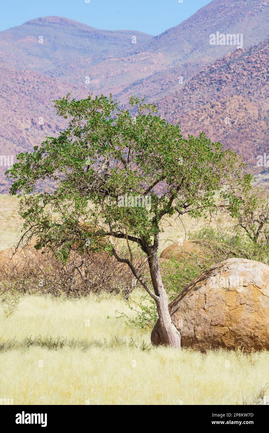 L'arbre du berger vert pousse à côté de la roche ronde orange. La ...