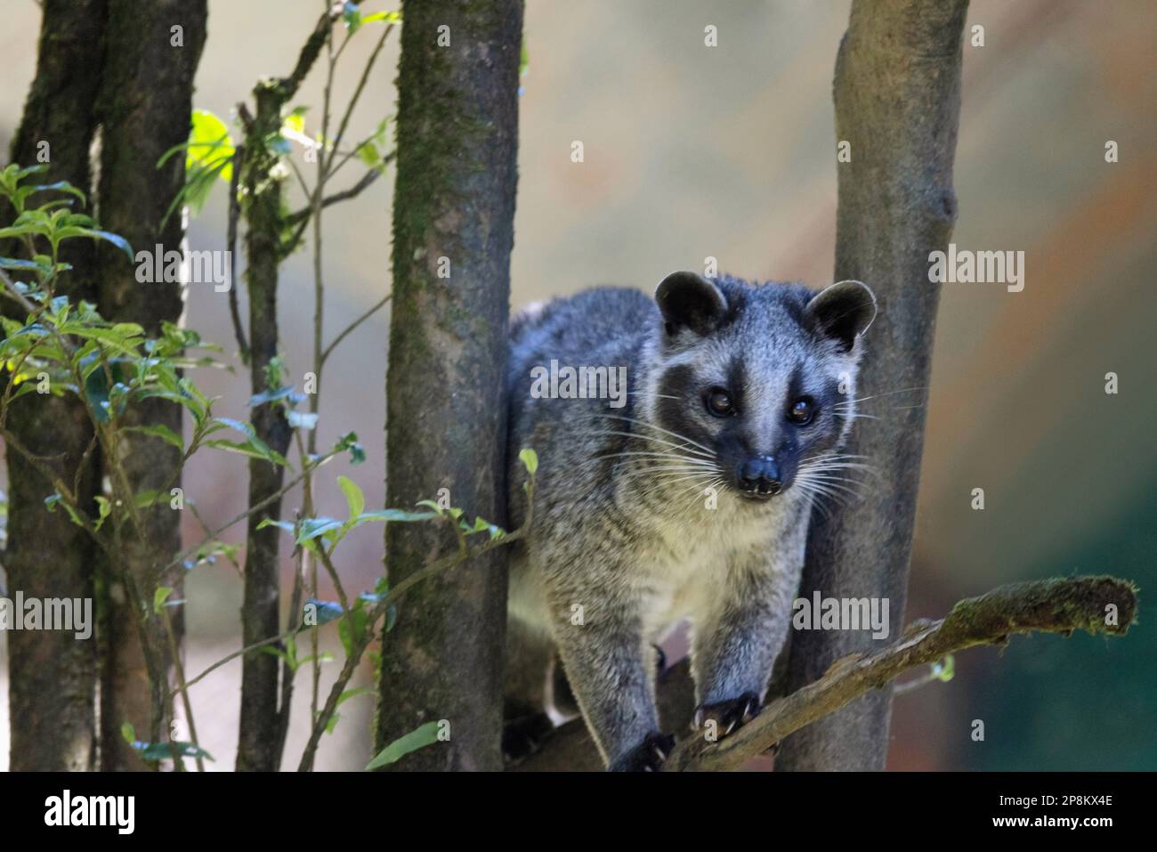 Civet de palmier himalayan, Civet de palmier masqué, Paguma larvata, Sikkim, Inde Banque D'Images