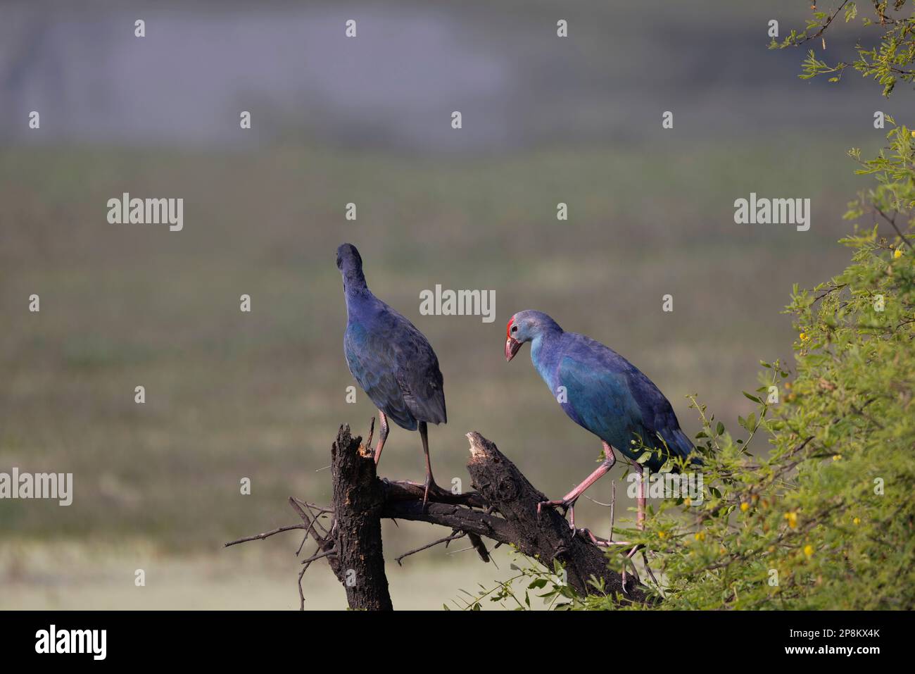 Deux Moorens Purple, Porphyrio porphyrio, Bharatpur, Rajasthan, Inde Banque D'Images