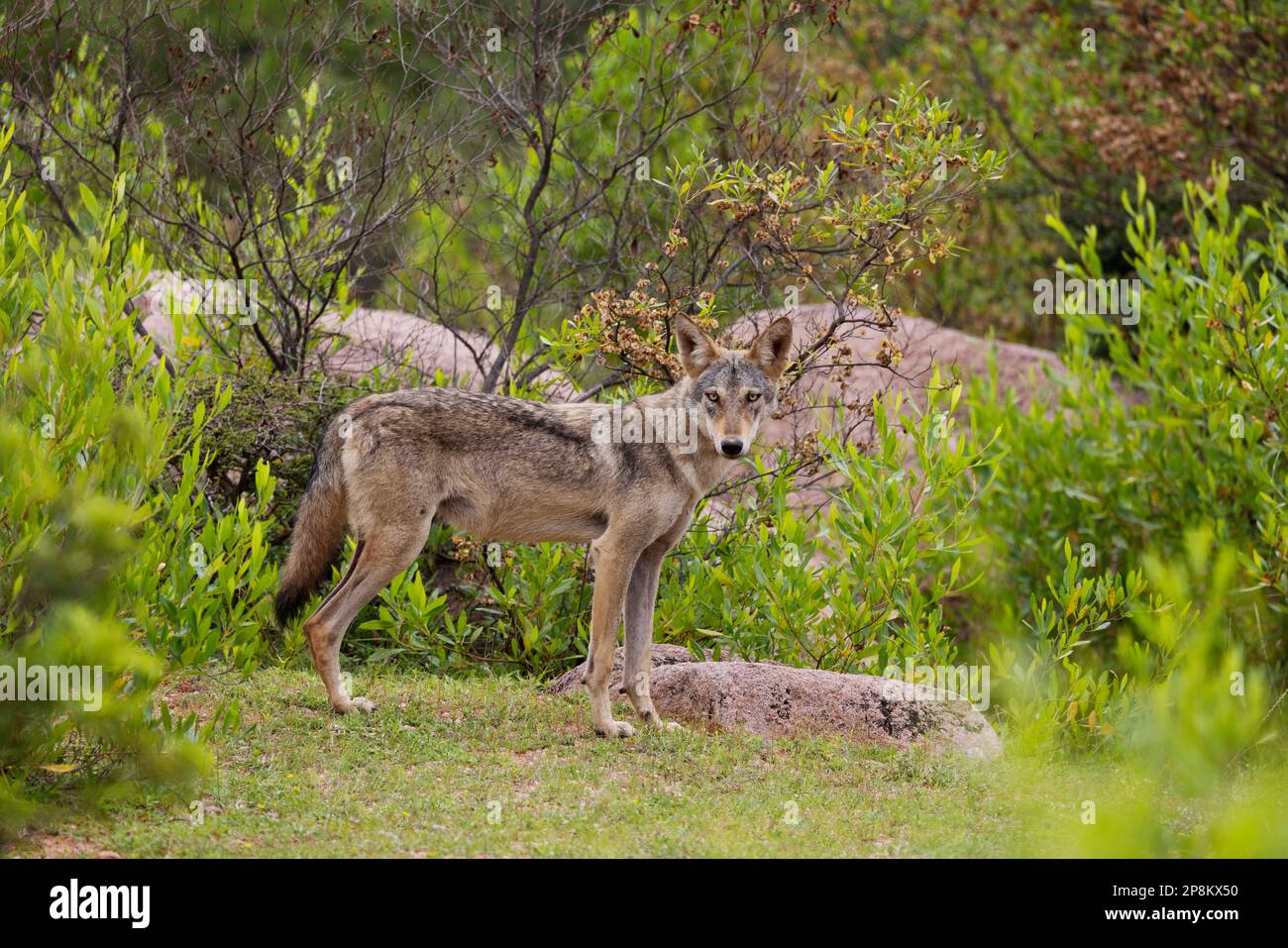 Loup indien, Canis lupus pallipes, femme, Karnataka, Inde Banque D'Images