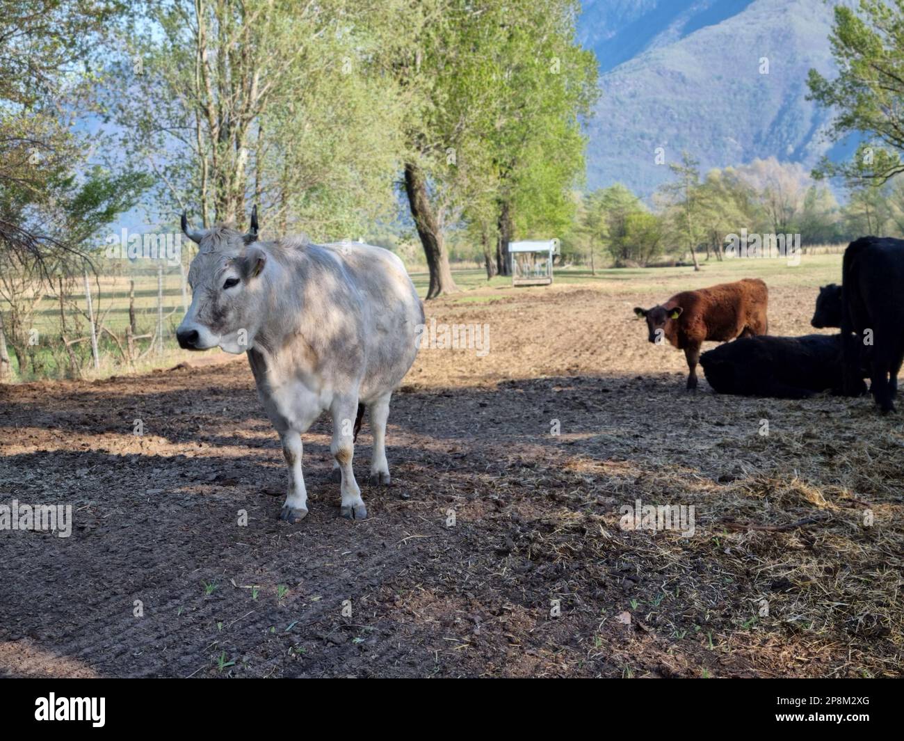 différentes vaches colorées dans une ferme entourée d'arbres et d'une montagne au loin Banque D'Images