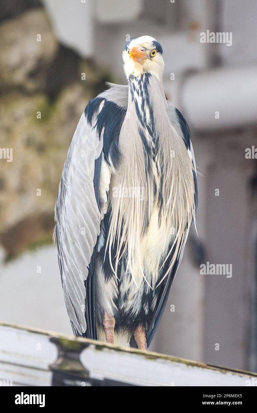 Schull, West Cork, Irlande. 9th mars 2023. Un héron gris (Ardea cinerea) se dresse au-dessus d'une fourgonnette qui attend de la nourriture au Schull Fish Shop. Crédit : AG News/Alay Live News Banque D'Images