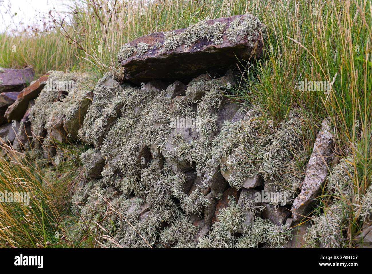 Murs couverts de lichen Banque D'Images