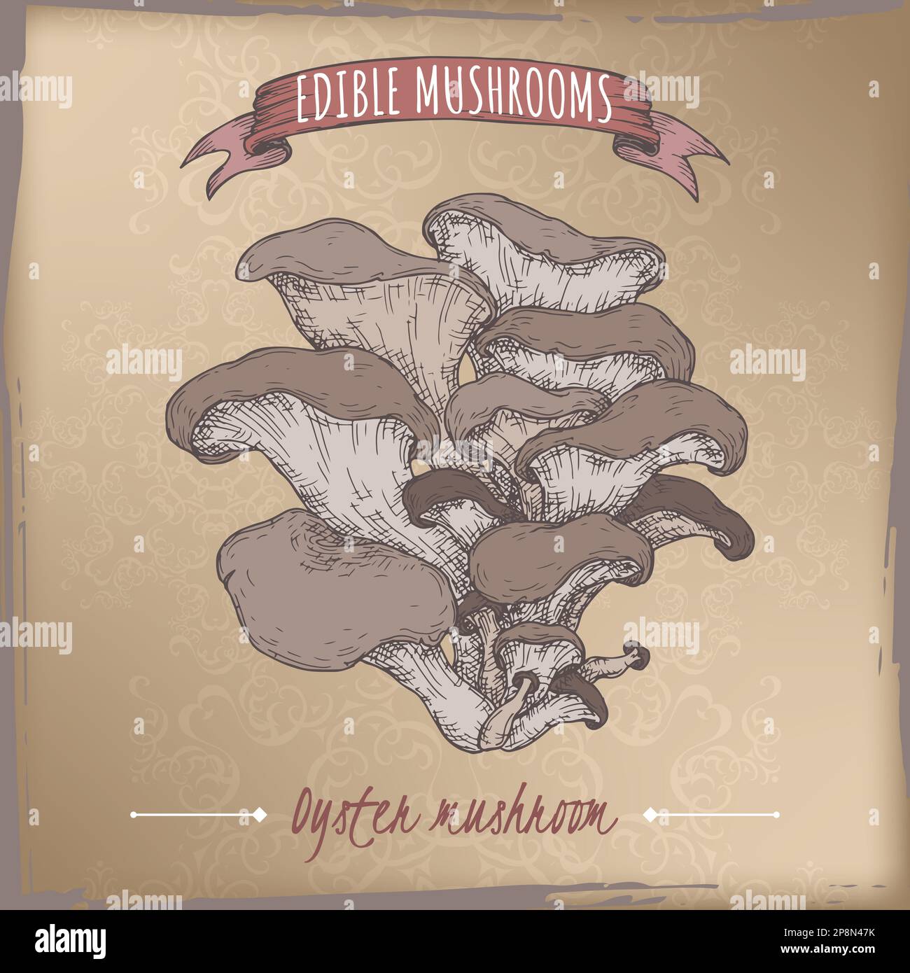 Pleurotus ostreatus alias Oyster champignon dessin de couleur sur fond vintage. Champignons comestibles. Illustration de Vecteur