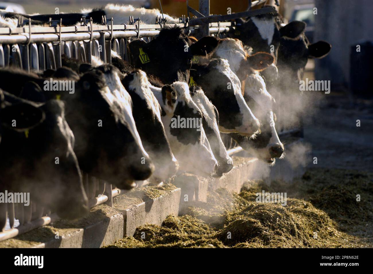 A line of Holstein dairy cows feed through a fence at the farm of