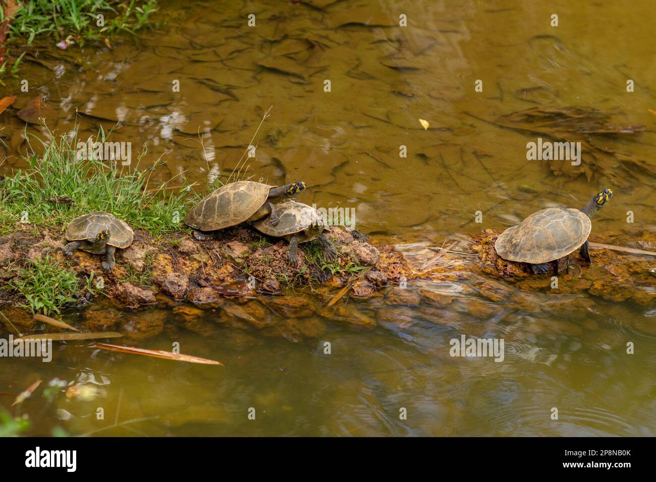 Goiania, Goias, Brésil – 04 mars 2023 : quatre tortues ensemble, sur des rochers, au bord d'un étang. Banque D'Images