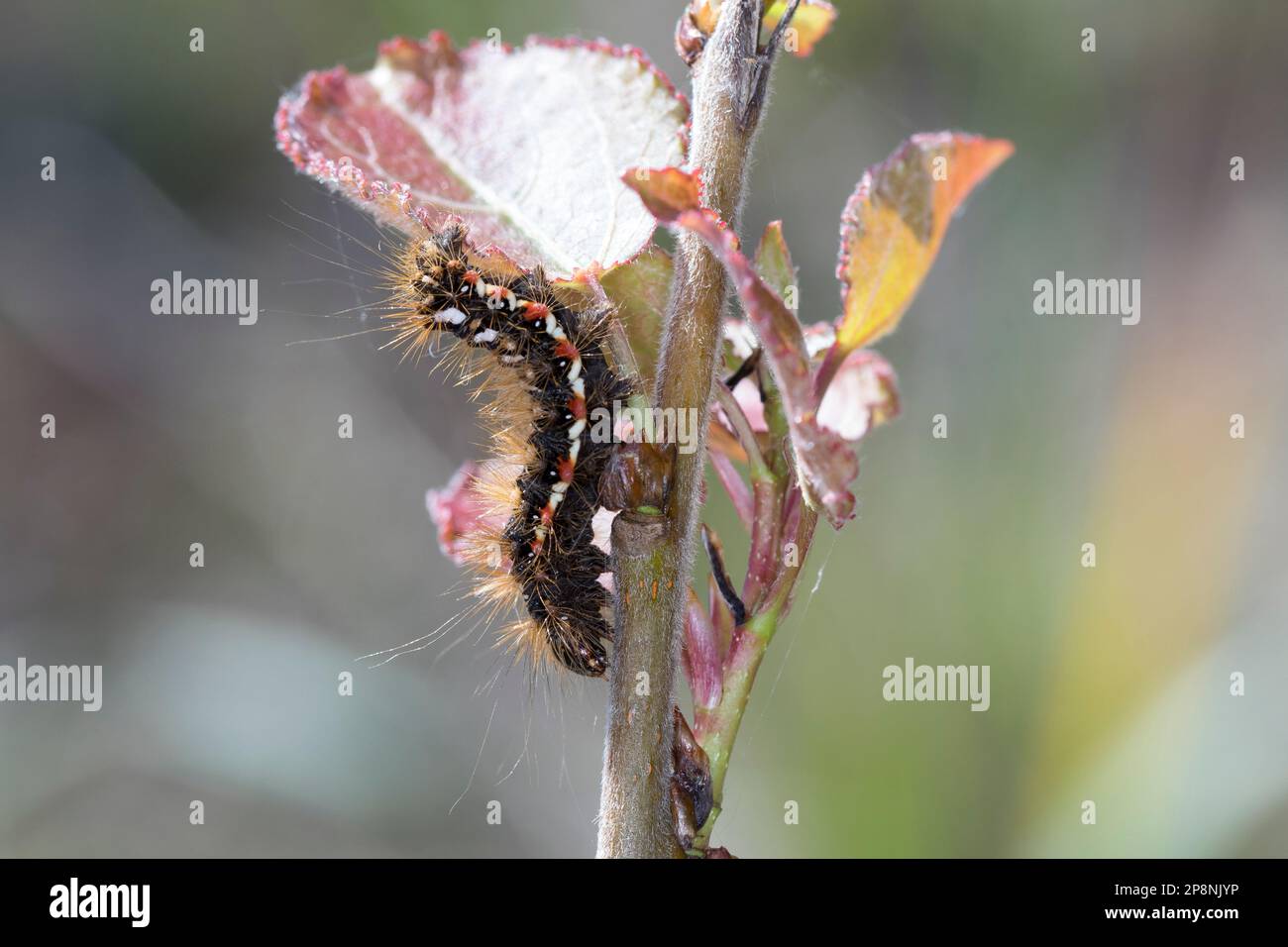 Ampfer-Rindeneule, Ampferrindeneule, Ampfereule, Raupe frisst an Pappel, Acronicta rumicis, Viminia rumicis, Acronycta salicis, Knot Grass, Nœud herbe Banque D'Images