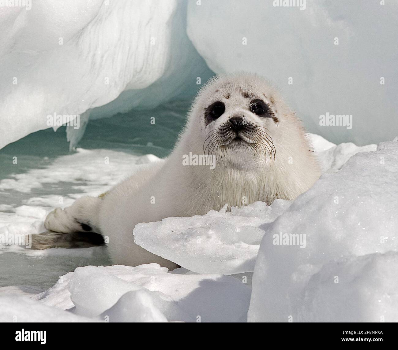 A young harp seal rests on the ice floes during the annual East Coast