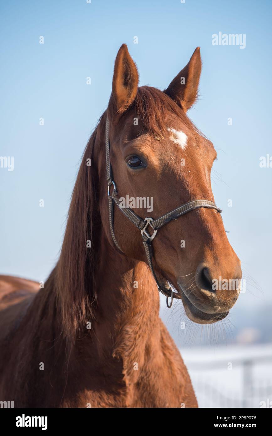 Photo de cheval Banque D'Images