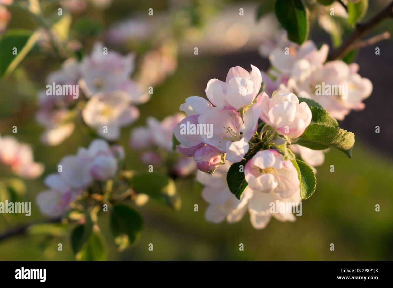 Pommier en fleur dans le jardin de printemps. Gros plan de fleurs roses et blanches sur l'arbre. Mise au point douce. Banque D'Images