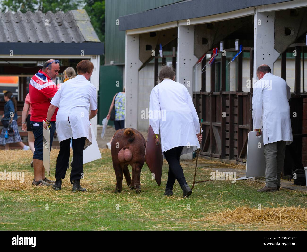 Cochon domestique de Duroc brun pédigrée (1 un sanglier) guidé par des fermiers portant des manteaux blancs - Great Yorkshire Show 2022, Harrogate, Angleterre, Royaume-Uni. Banque D'Images