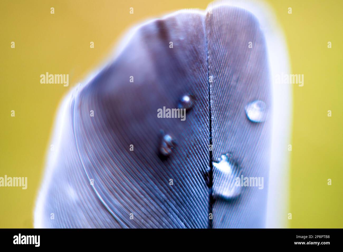 Gouttes d'eau sur les plumes. Loupe (vue Pinnula). Macro-photographie mise au point souple Banque D'Images