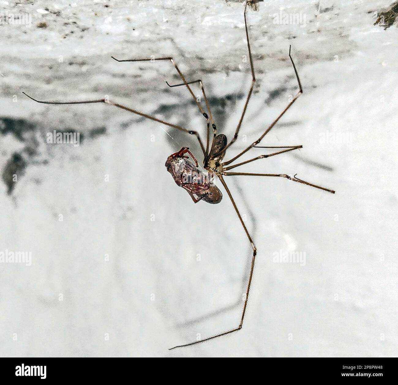 une araignée tient un insecte qui s