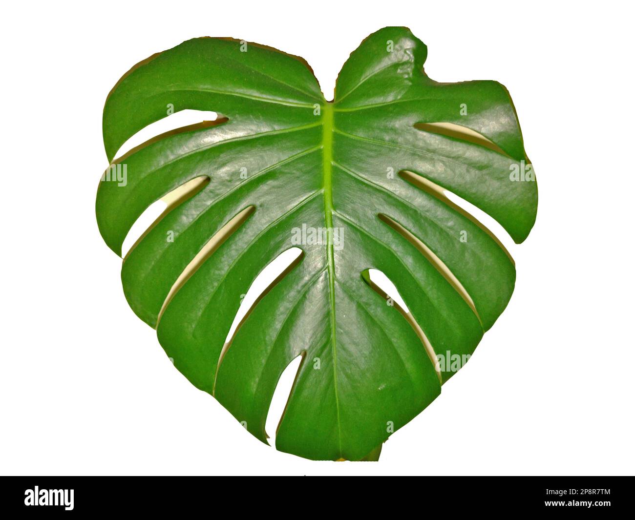 Plante de Monstera isolée sur fond blanc Banque D'Images