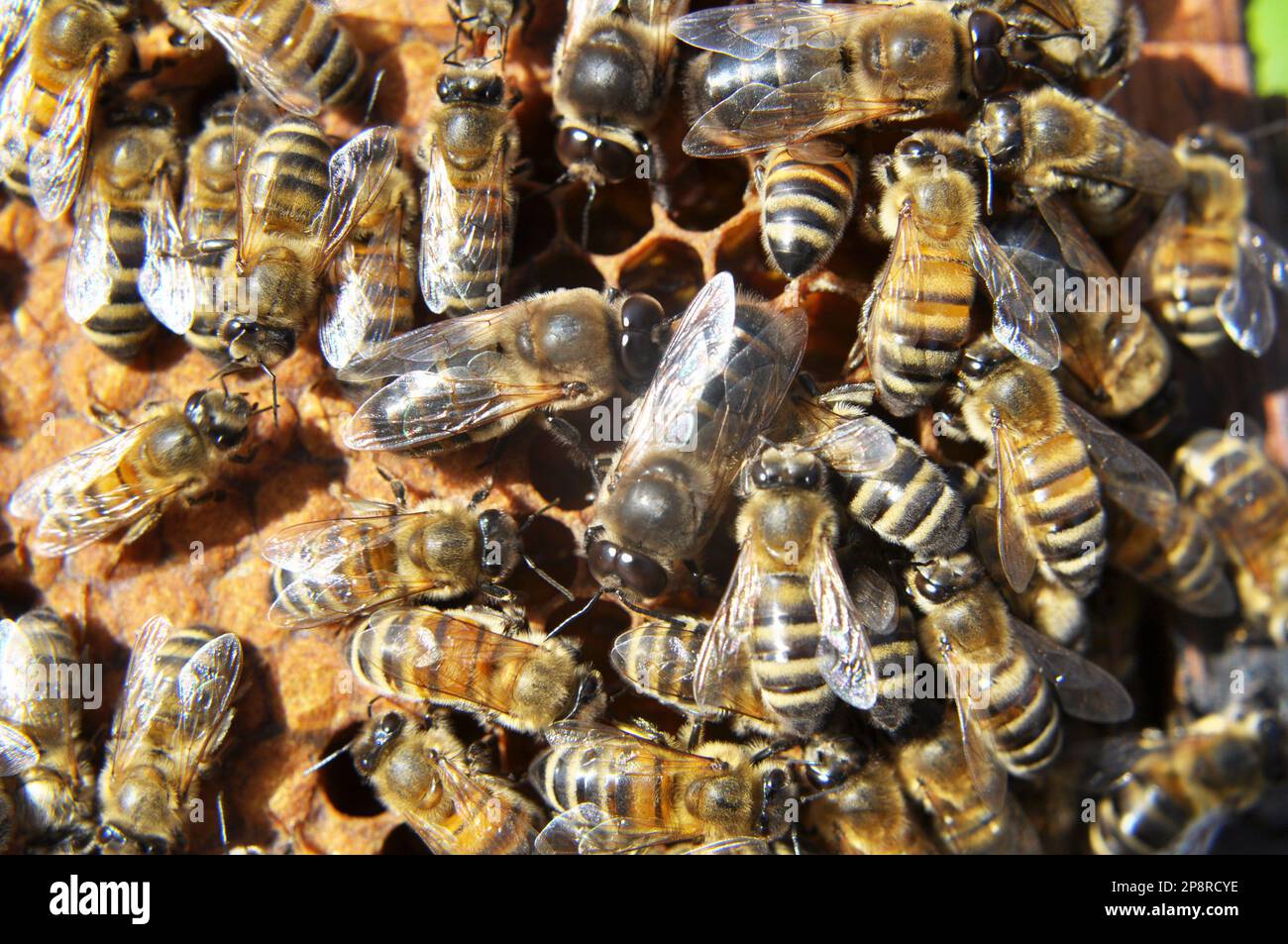 Des drones et des abeilles ouvrières sur une partie du peigne Banque D'Images