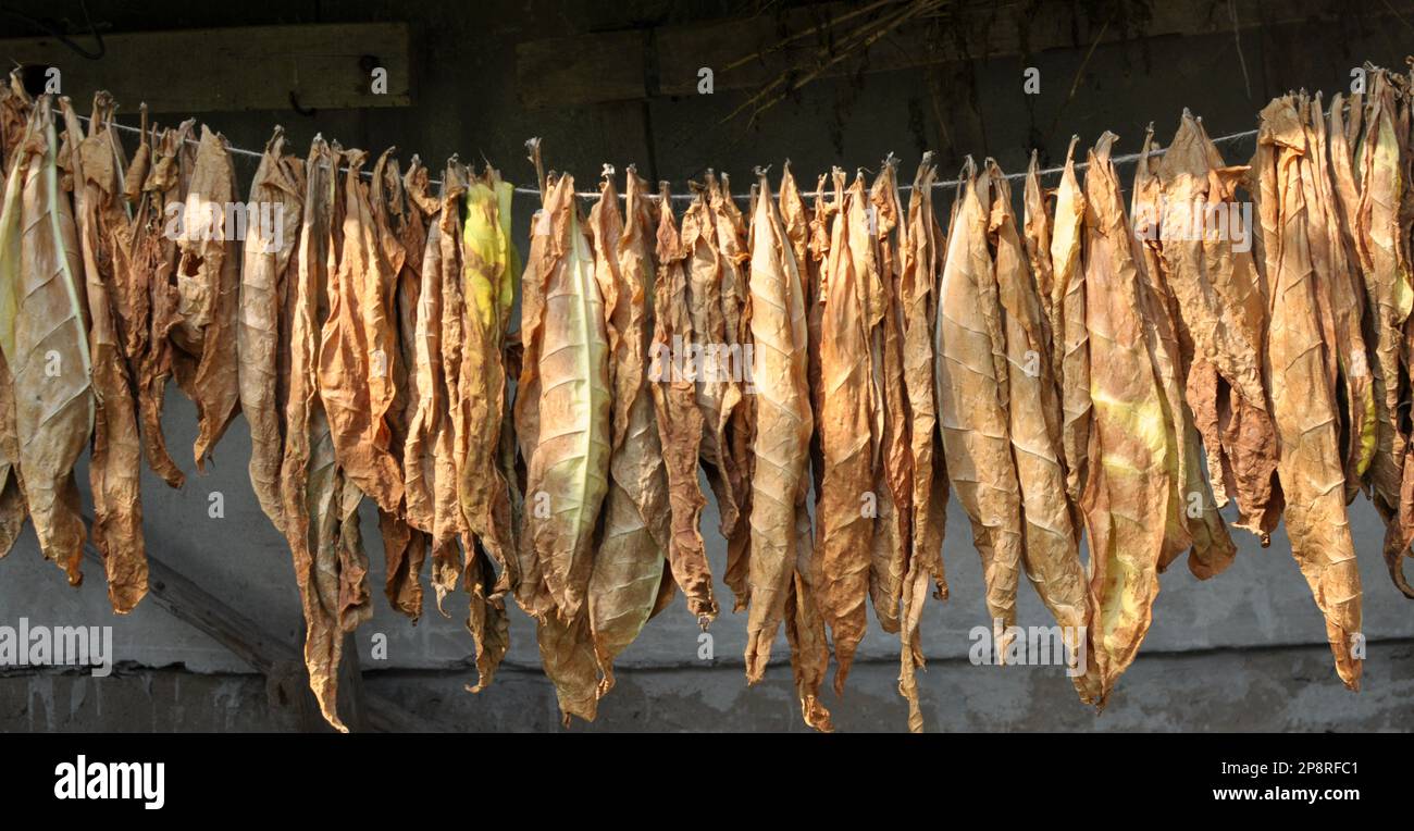 Pour le séchage, les feuilles de tabac sont accrochés à un cordon Banque D'Images