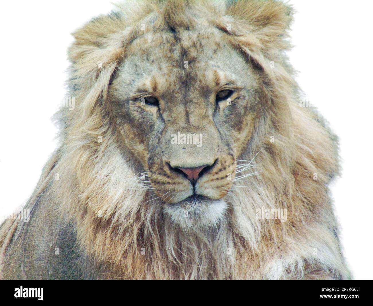 Lion isolé sur fond blanc. Grand lion sur blanc Banque D'Images
