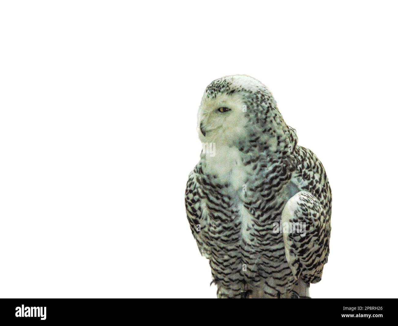 le hibou enneigé s'est isolé sur fond blanc Banque D'Images