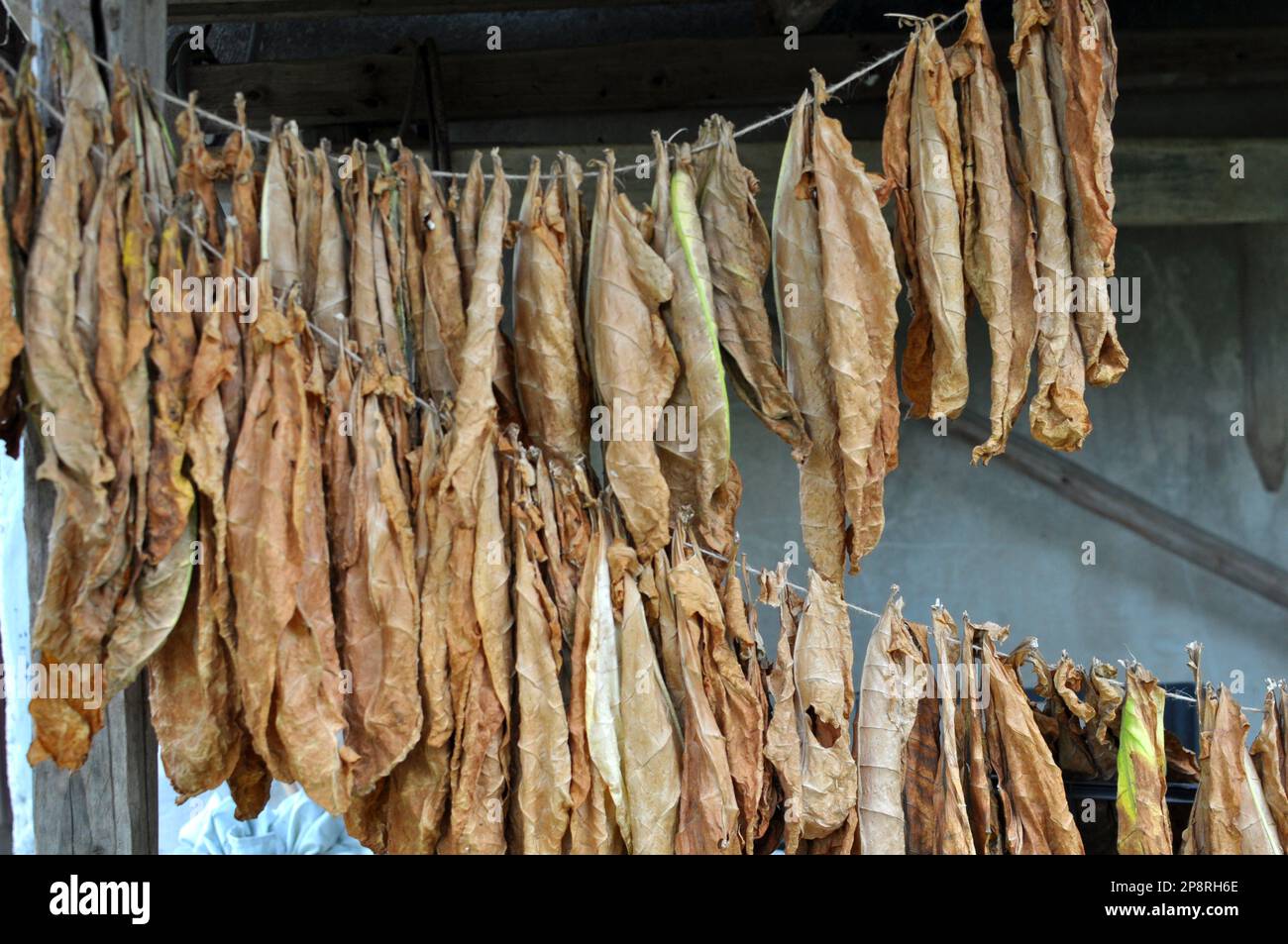 Pour le séchage, les feuilles de tabac sont accrochés à un cordon Banque D'Images