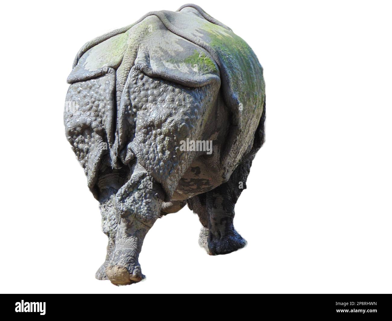 Rhinocéros indiens isolés sur fond blanc Banque D'Images