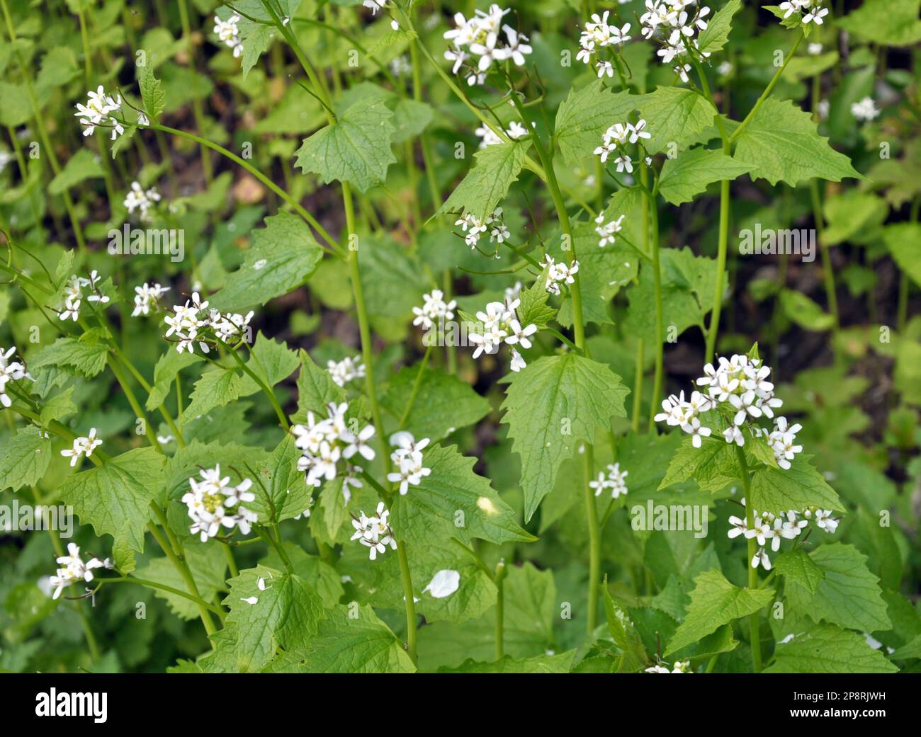 Dans la nature pousse une moutarde à l'ail bisannuelle (Alliaria petiolata) Banque D'Images