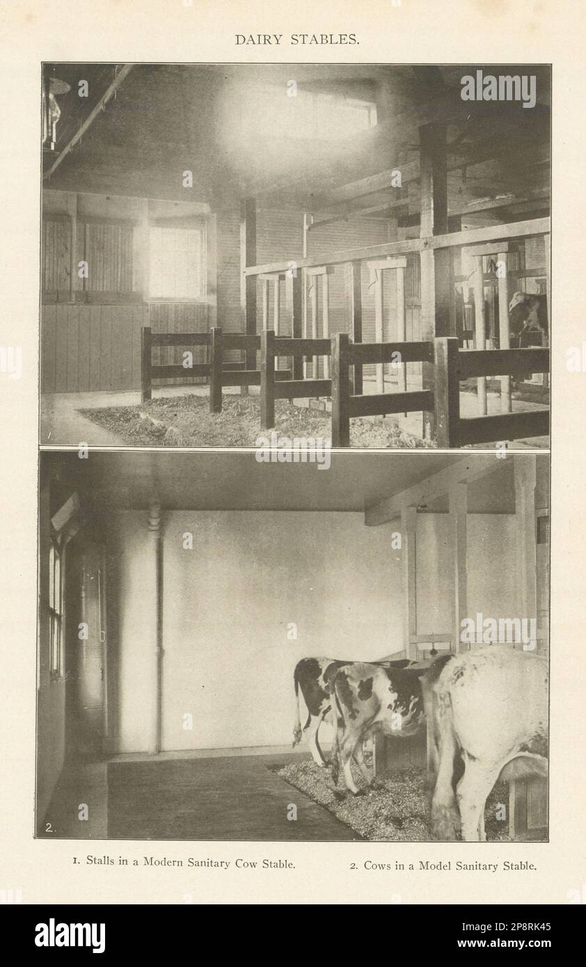 ÉCURIES LAITIÈRES. Étals dans un moderne Sanitary Cow stable 1907 vieux imprimé antique Banque D'Images