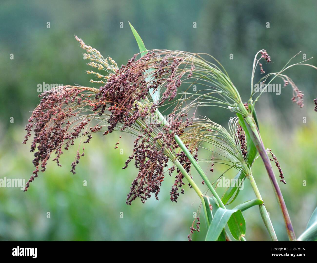 Le Sorgho Commun Sorghum Bicolor Pousse Dans Un Champ Agricole Photo 