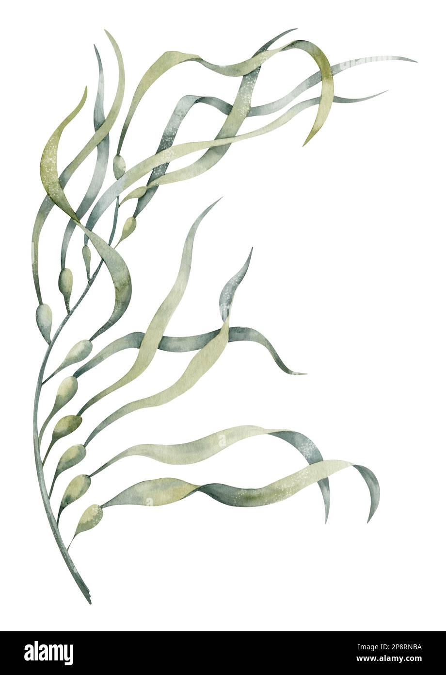 Illustration aquarelle de l'algue verte sous-marine. Dessin d'algues sous-marines. Dessin coloré de la mer laminaria pour clipart. Croquis de la flore marine pour l'étiquette de production cosmétique ou alimentaire. Banque D'Images